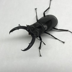 マンディブラリスフタマタクワガタ オス60mm単品の画像