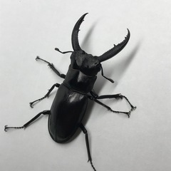 マンディブラリスフタマタクワガタ オス60mm単品の画像