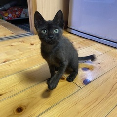保護猫　黒系メス　小柄で性格良！里親さま募集！