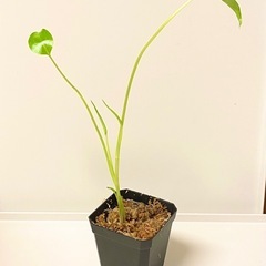 大粒のモンステラデリシオーサの種からの実生　2苗（株）Ｃ⑨の画像