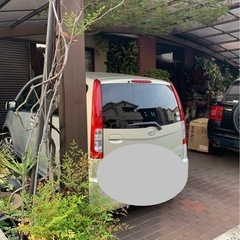 野葡萄　1苗の画像