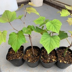 野葡萄　1苗の画像