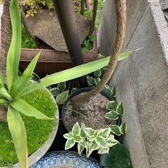 野葡萄　1苗の画像