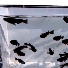 オロチ.成魚メダカ❇︎SUPER❇︎ブラック⑵ペア+オス⑴計⒌匹.No.13の画像