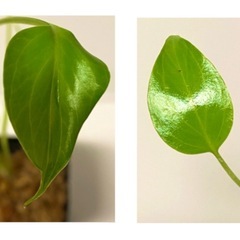 大粒のモンステラデリシオーサの種からの実生　2苗（株）Ｃ⑨の画像