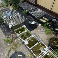 メダカ　トロ舟　10個程度の画像