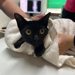 おとなしい黒猫