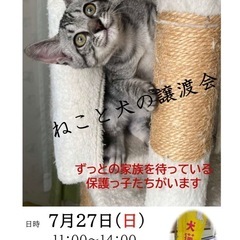 保護犬猫の譲渡会開催します‼️