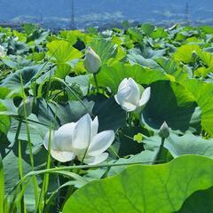 岩国🏞️で一緒に英会話🇺🇸行きませんか？？