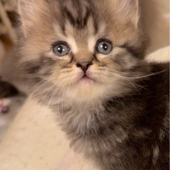 🐱💓🐈✨2025年7月27日(日) 立川すみれペットクリニック様...