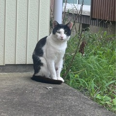里親様が見つかれば保護できる命です！