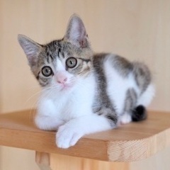 雄猫　穏やか美猫　自宅訪問可能
