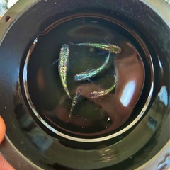 決まりました。産卵中【クロノス（多色フレーミングラメ）めだか 】成魚2ペア＋♂の画像