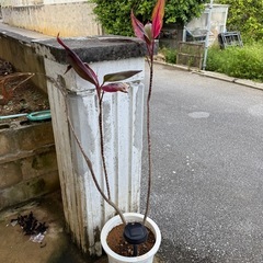 観葉植物　もらってください
