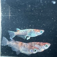 メダカ【天照三色】種親　３匹の画像