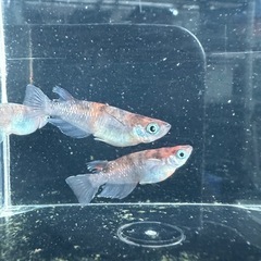 メダカ【天照三色】種親　３匹の画像