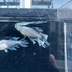 ランキングキーワードに紐づく投稿画像-メダカ