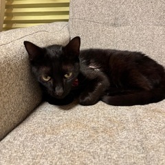 黒猫好きさんに届いて！1歳の美人さん、優しい里親さん募集中 