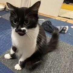 2歳10か月、メス猫、「ミラノちゃん」引っ越しのため愛ネコ受け取...