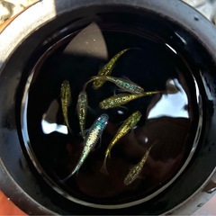 決まりました。産卵中【ネプチューン黄金type めだか】成魚2ペア＋♀4の画像