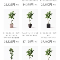 ウンベラータ　S字樹形の画像