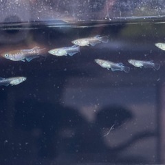 🐟【レッドクリフダークメダカ／若魚】の画像