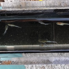🐟【レッドクリフダークメダカ／若魚】の画像