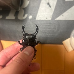 国産オオクワガタ　赤目個体オス64mm　レッドアイ　♂1の画像