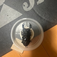 国産オオクワガタ　赤目個体オス64mm　レッドアイ　♂1の画像