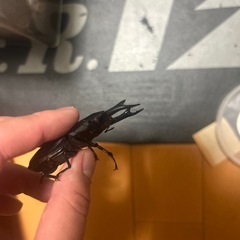 国産オオクワガタ　赤目個体オス64mm　レッドアイ　♂1の画像