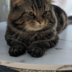 スコティッシュ