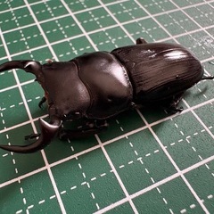 【新生虫】オオクワガタ♂（42.8mm）-09の画像