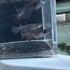 メダカ【センチュリー】　②ペア(沖縄無限メダカ様血統)の画像