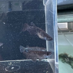 メダカ【センチュリー】　②ペア(沖縄無限メダカ様血統)の画像