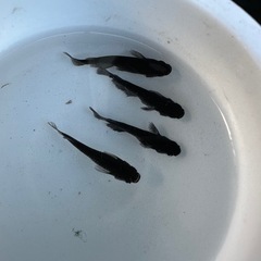 メダカ【センチュリー】　②ペア(沖縄無限メダカ様血統)の画像