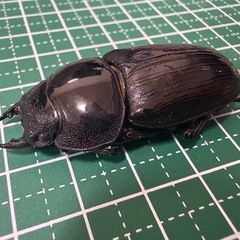 【新成虫】オオクワガタ♀（45.8mm）-13の画像