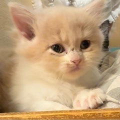 🐈🐱💓2025年7月27日(日) 立川すみれペットクリニック様に...