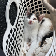 生後約3ヵ月の三毛猫のおんなのこ