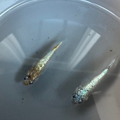 メダカ【ビビンバ】①ペア　(大井メダカ様血統サバンナ様累代個体)　の画像