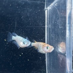 メダカ【ビビンバ】①ペア　(大井メダカ様血統サバンナ様累代個体)　の画像
