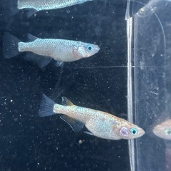 メダカ【ビビンバ】①ペア　(大井メダカ様血統サバンナ様累代個体)　の画像