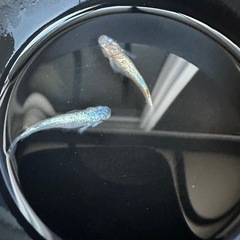 メダカ【ビビンバ】①ペア　(大井メダカ様血統サバンナ様累代個体)　の画像
