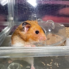 里親見つかりました