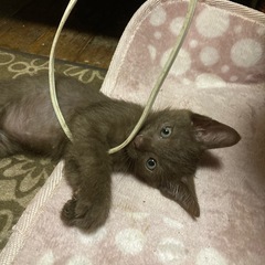 ドタキャンされて1匹(茶色くん)お迎え待ちです。