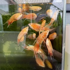 アルビノスネーク闘魚10匹セット