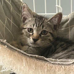 少し恥ずかしがりやな男の子まなや君🐈‍⬛
