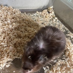 里親見つかりました