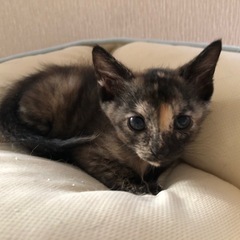 可愛い❤️サビ猫