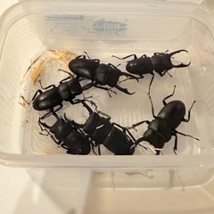 コクワガタ ペア の画像