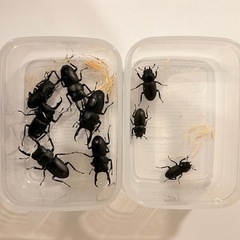 コクワガタ ペア の画像